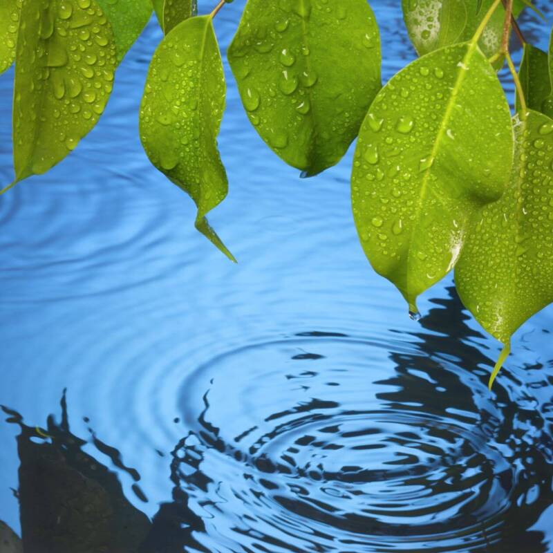 Blätter über Wasser