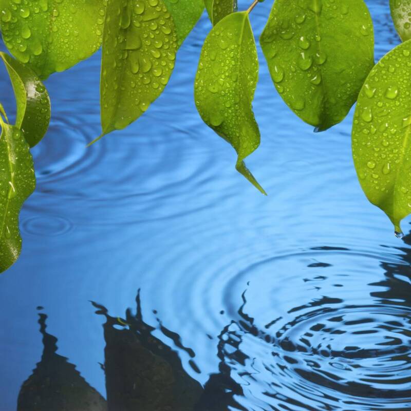 Blätter über Wasser