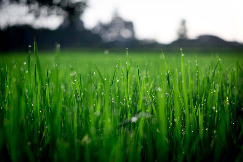 Bild Gras / Wassertropfen für Artikel Auszeichnung Landwirte 2021